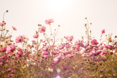 秋桜の季節