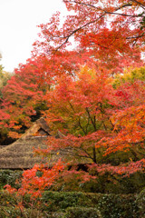紅葉の風景