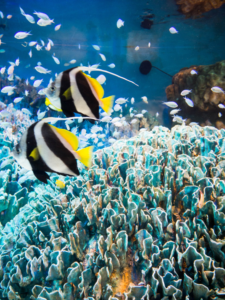 サンシャイン水族館にて