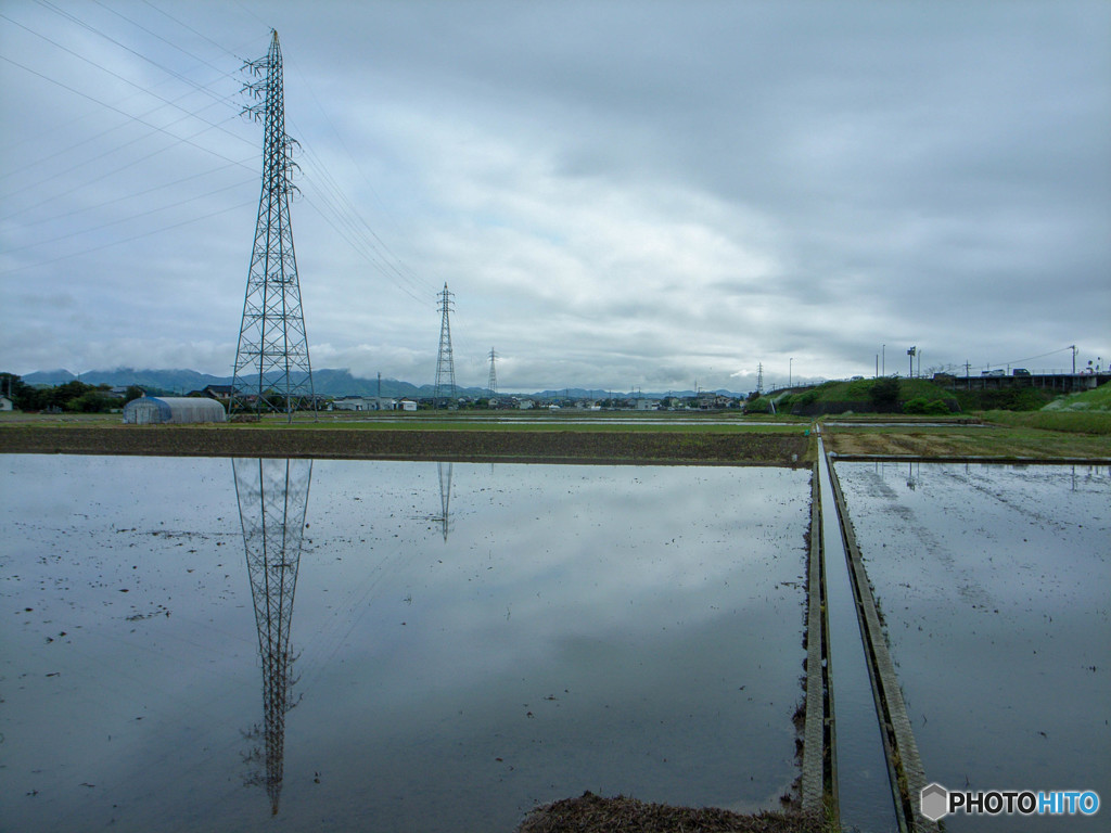 曇りがちなる水田にて