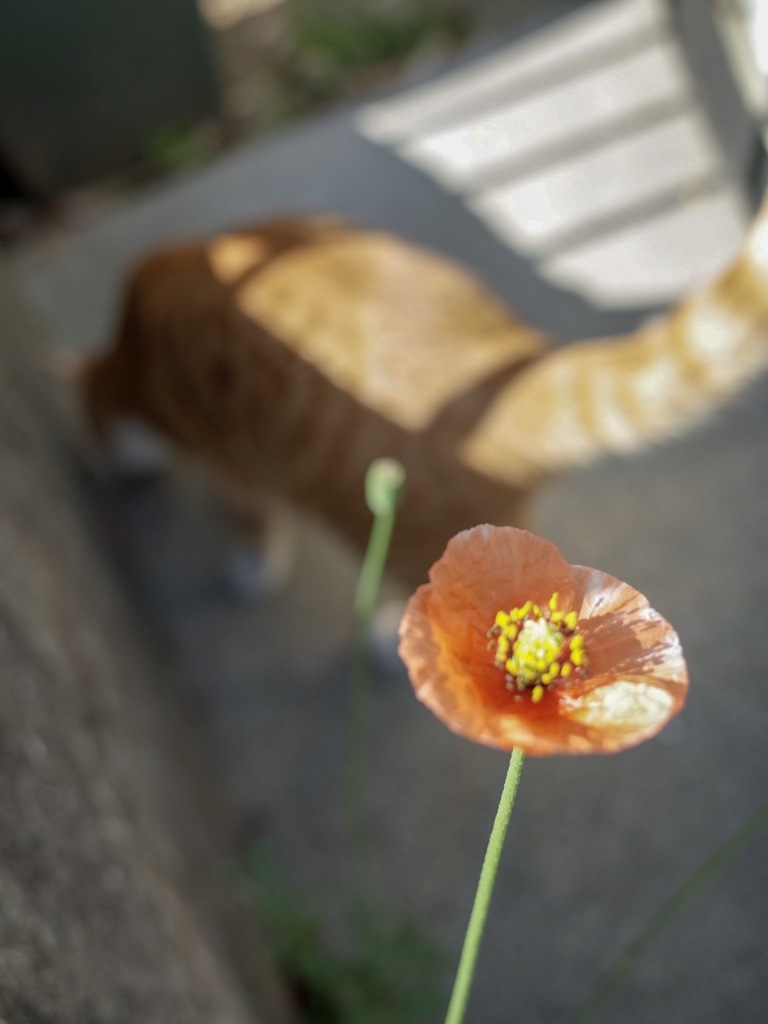 連休日和