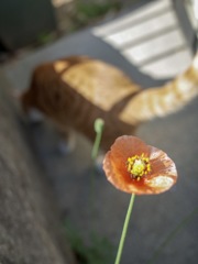 連休日和