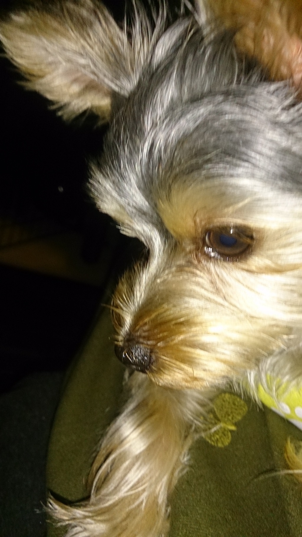 月の仔犬