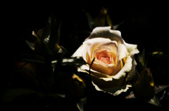 薔薇-３