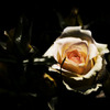 薔薇-３
