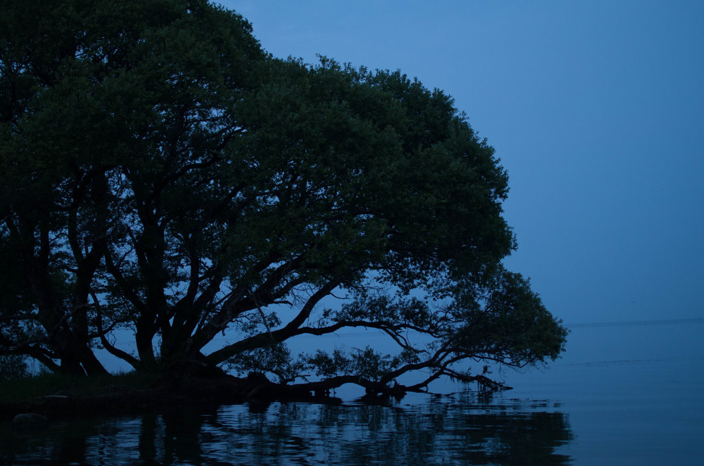 湖面の樹