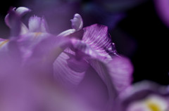 菖蒲-１