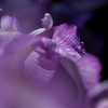 菖蒲-１