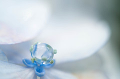 紫陽花