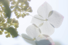 紫陽花-３