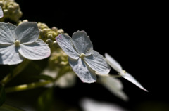 紫陽花-１