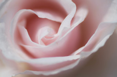 薔薇-１