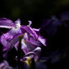 菖蒲-３