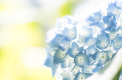 紫陽花-４