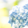 紫陽花-４