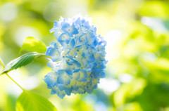 紫陽花-６