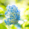 紫陽花-６