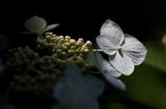 紫陽花-２