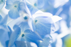 紫陽花-５
