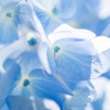 紫陽花-５