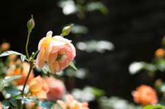 薔薇-２