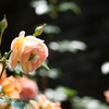 薔薇-２