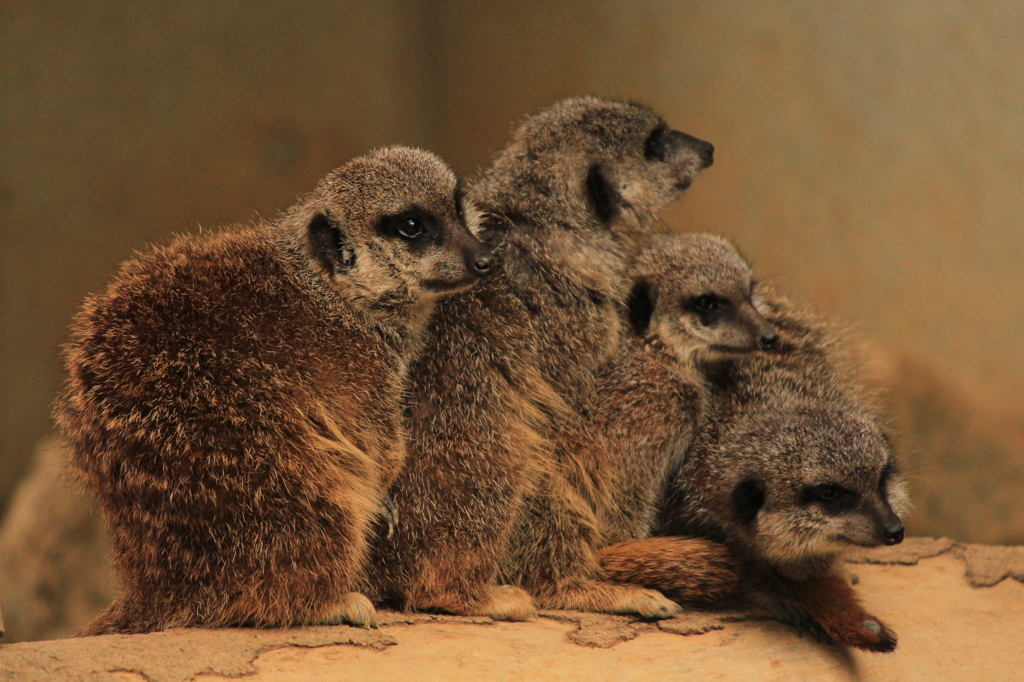 おしくらまんじゅう