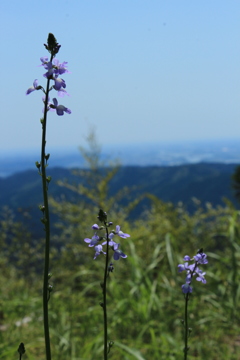 山頂に咲く