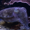 コブシメ
