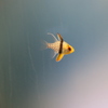 赤い目の魚