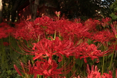 神社の彼岸花