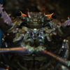 シーモンスター