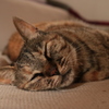猫校長
