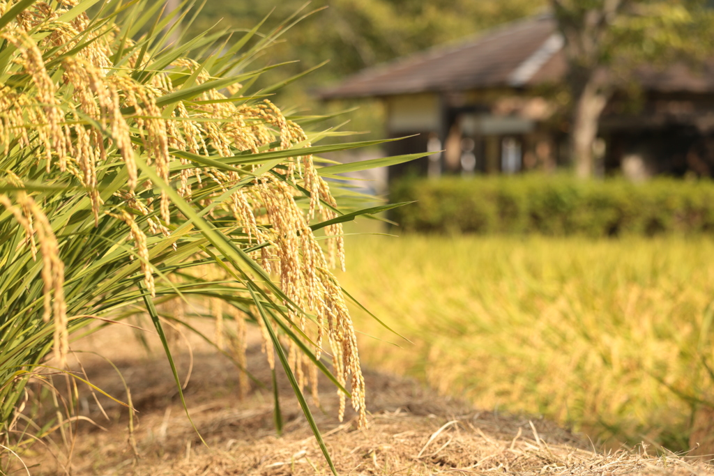 実りもそろそろ