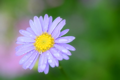お花