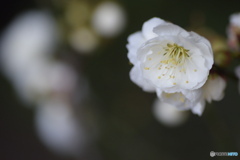 白い梅の花