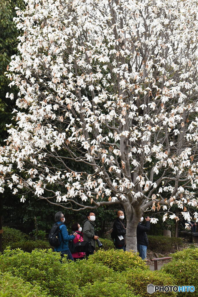 春の薬師池公園撮影会