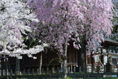 今朝の護国神社