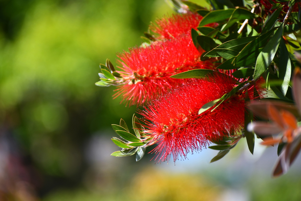 ブラシの花