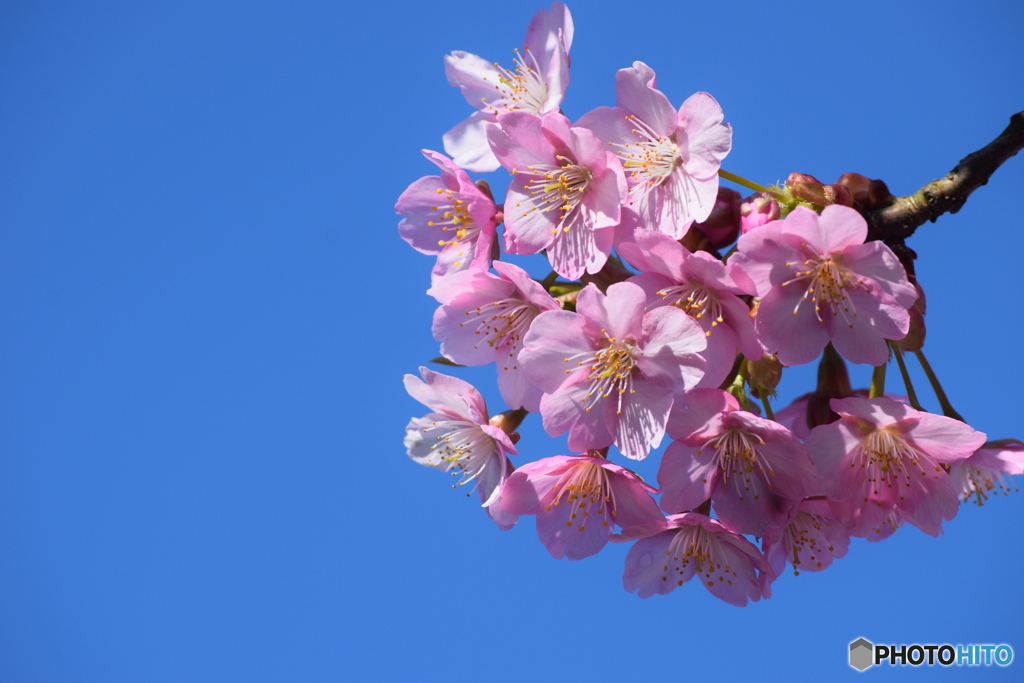 みんな頑張れ！ コロナウイルスなんかに負けないで！！