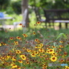 お庭のお花