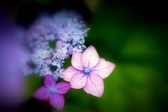 紫陽花もいろいろ