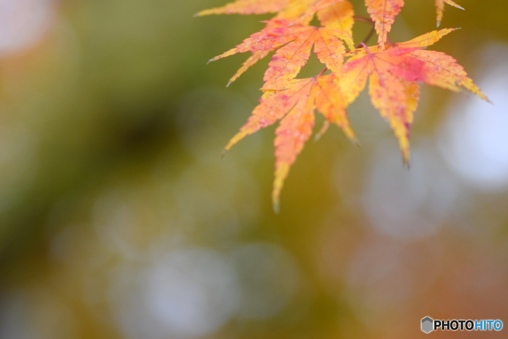 赤いほっぺの娘たち