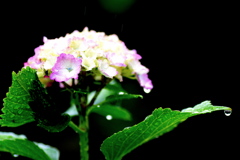 雨と紫陽花