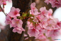 河津桜