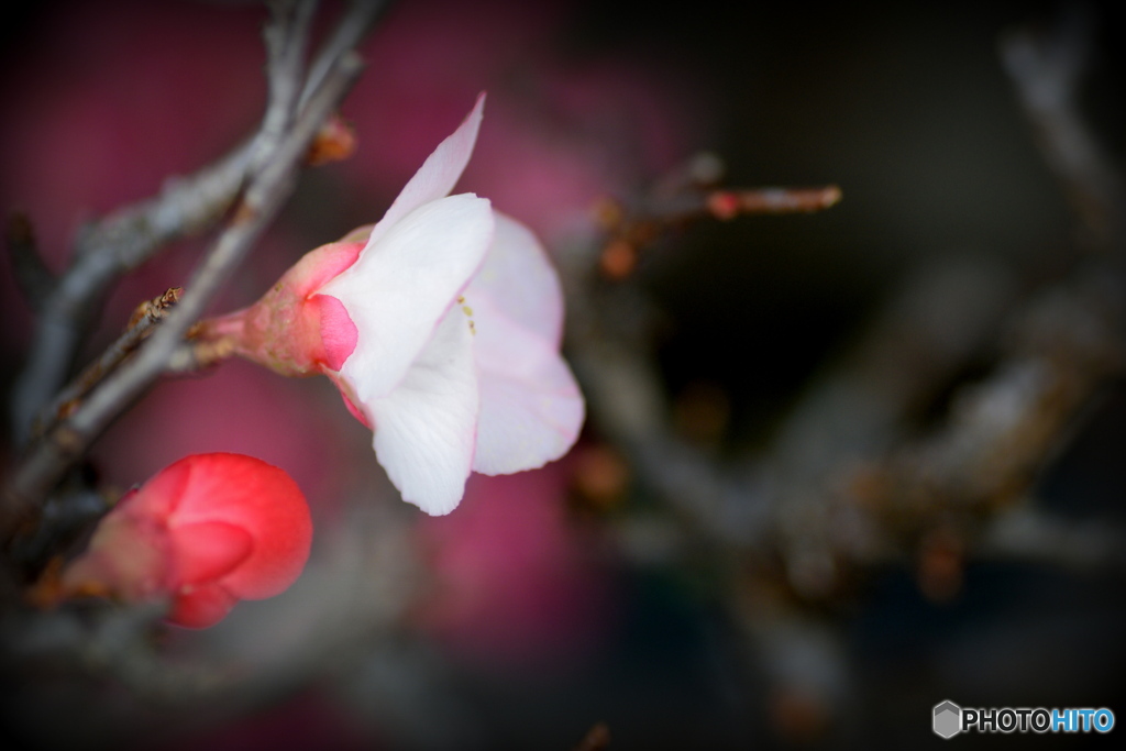木瓜の花