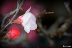 木瓜の花