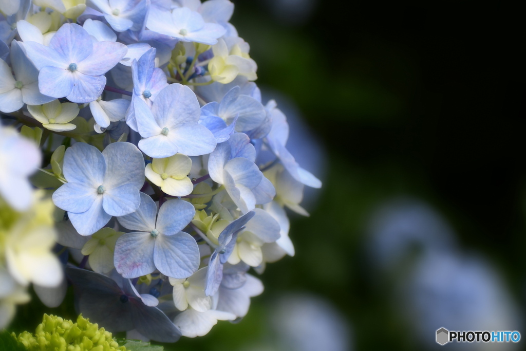 可愛い紫陽花