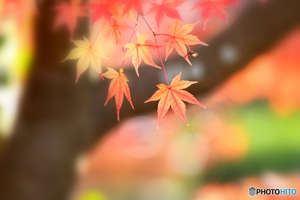 紅葉①