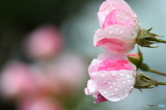 雨の日の薔薇